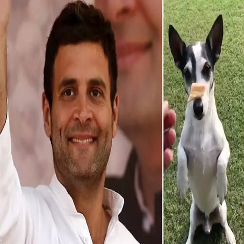 Rahul Gandhi goes viral on social media by dog pidi selfie and akido