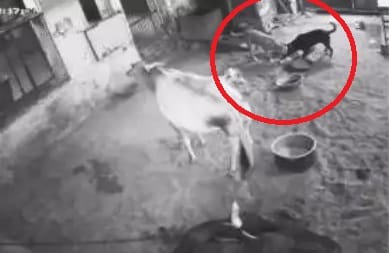 Again question raise in rajashan about cow bovine security in government premmises