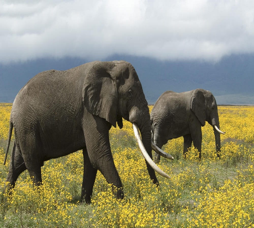 Fact file says mostly male elephants killed due to negligence