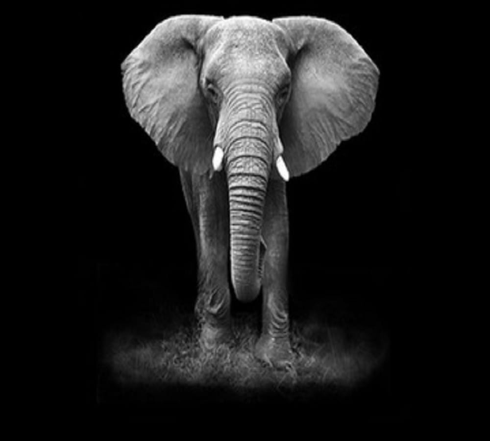 Fact file says mostly male elephants killed due to negligence