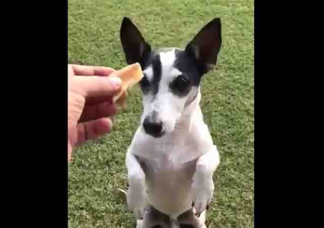 Rahul Gandhi goes viral on social media by dog pidi selfie and akido