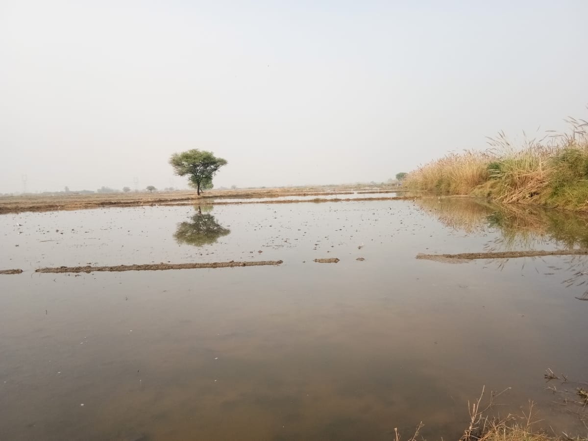 नहर की पटरी टूटी, सैकड़ों बीघा गेहूं जलमग्न
