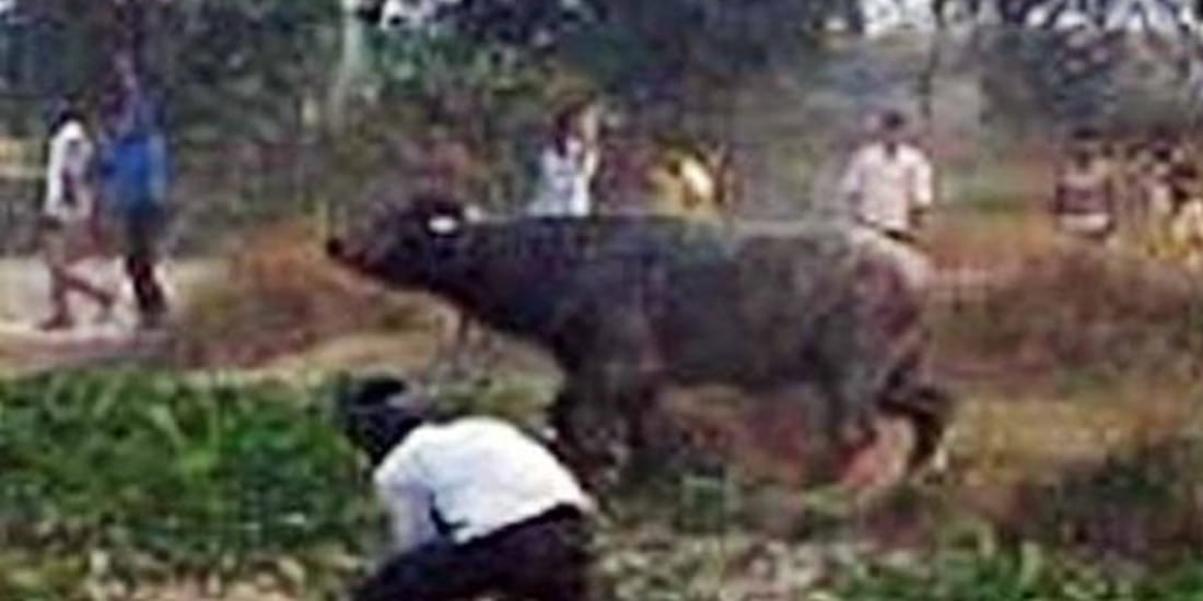 Buffalo killed husband and wife by crushing with horns