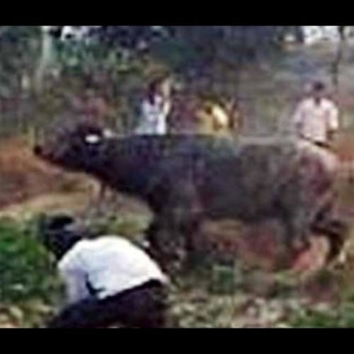eggs were used to feed buffalo who killed two persons