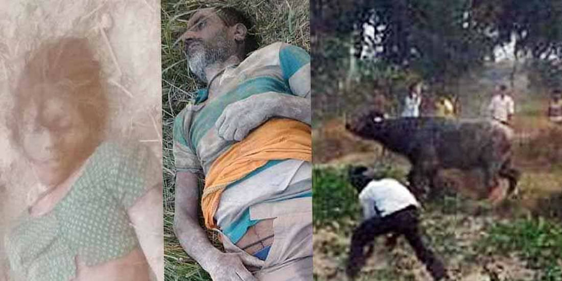 Buffalo killed husband and wife by crushing with horns