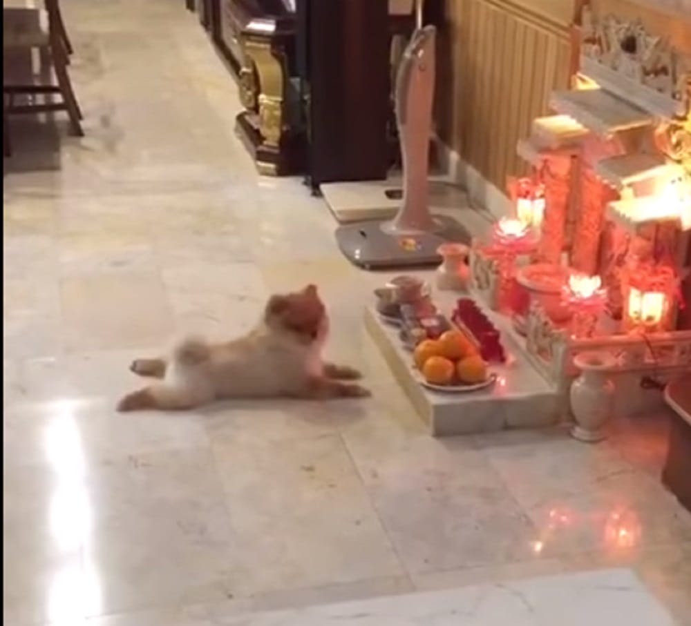 Dog doing worship video going viral