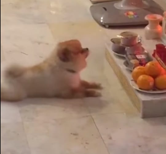 Dog doing worship video going viral