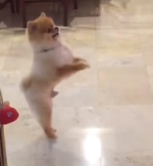 Dog doing worship video going viral