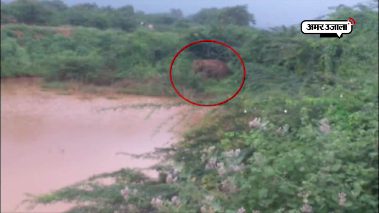 हाथी का रेस्क्यू