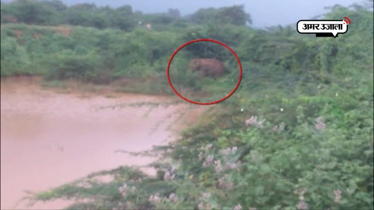 हाथी का रेस्क्यू