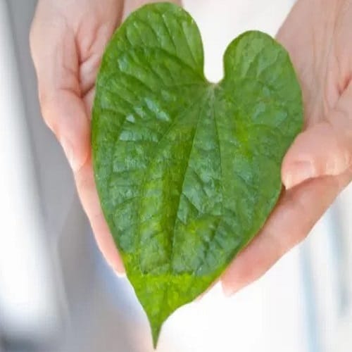 as to get rid of pimple try this magical betel leaves home remedy 