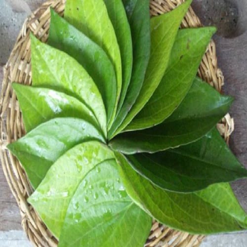 as to get rid of pimple try this magical betel leaves home remedy 
