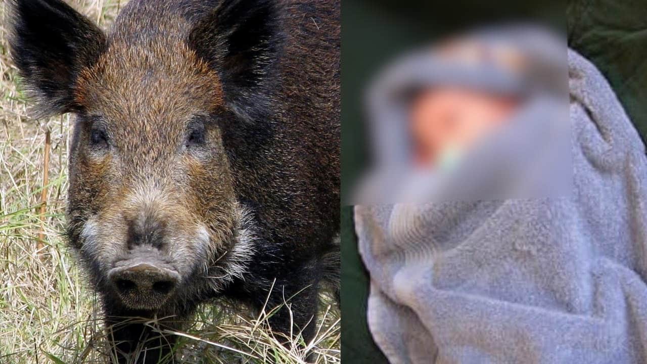 सुअर बच्ची