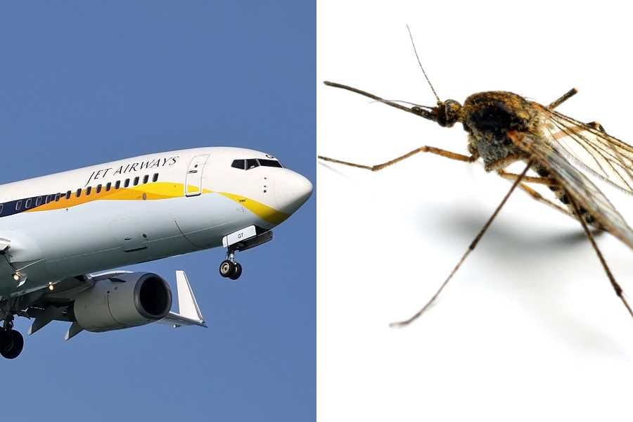 Mosquito attacks in jet flight to Delhi