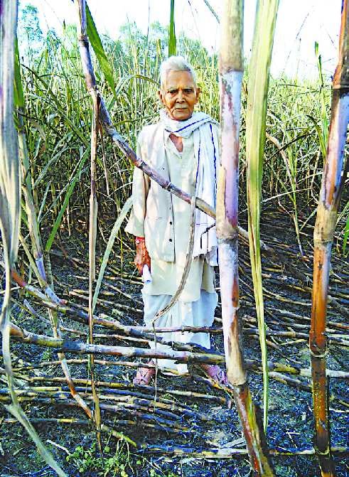 23 Bigha Sugarcane Burning After Wire Break in Piswan and Sadarpur