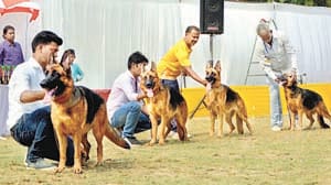 German Shepherd Sung Boxer, Pug and American Cocker Waters