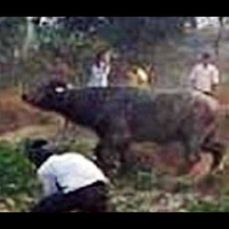 People handed over to dreaded buffalo to butcher