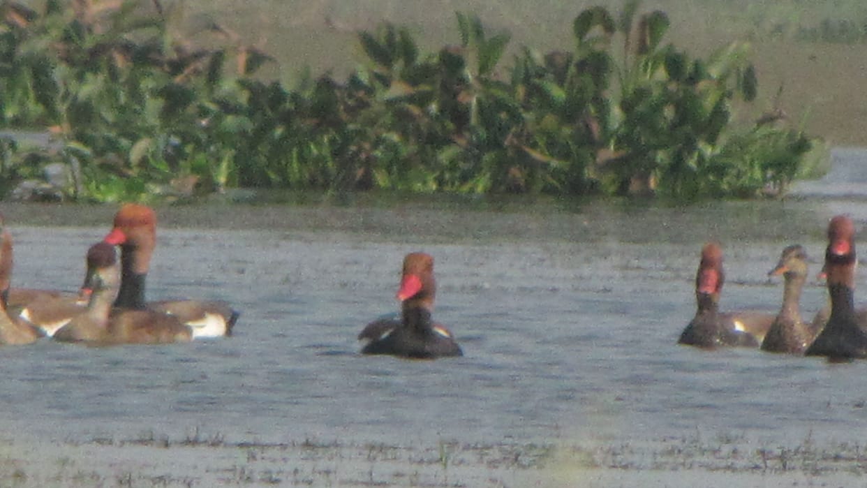 birds hunting increased