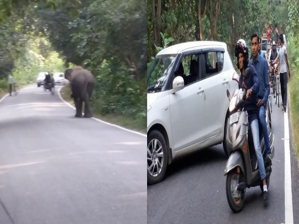 wild elephant photos road cross between traffic in nainital
