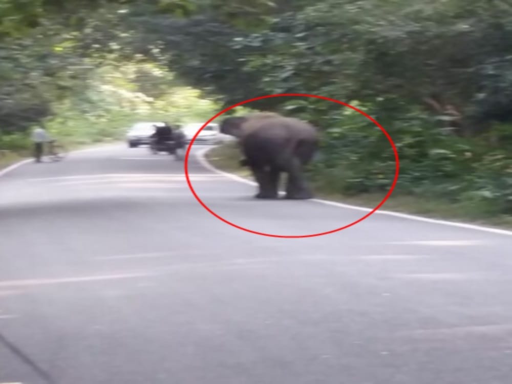 wild elephant photos road cross between traffic in nainital