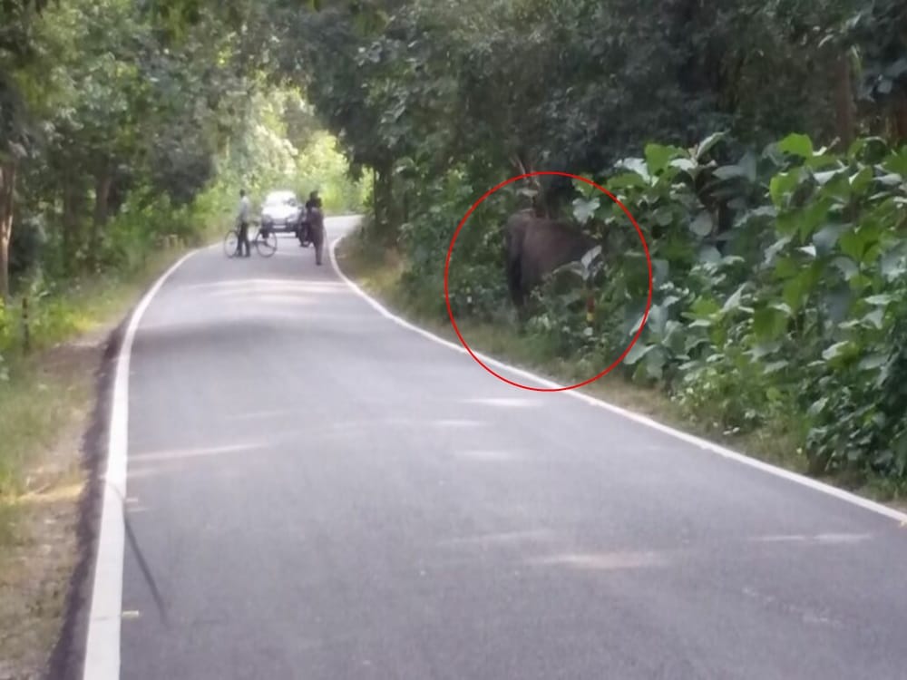 wild elephant photos road cross between traffic in nainital