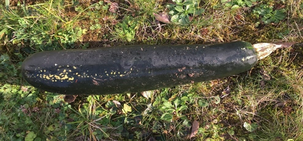 man in germany found 16 inch Zucchini thinks that was a WWII Bomb