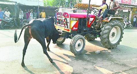 सांडों की लड़ाई में राहगीर चोटिल, पुलिस ने संभाला मोर्चा