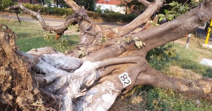 Administration and corporation are not ready to approve the re-plant