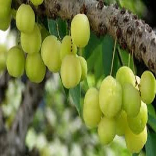 health benefits of amla, these are 5 important benefits