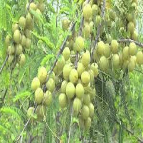 health benefits of amla, these are 5 important benefits