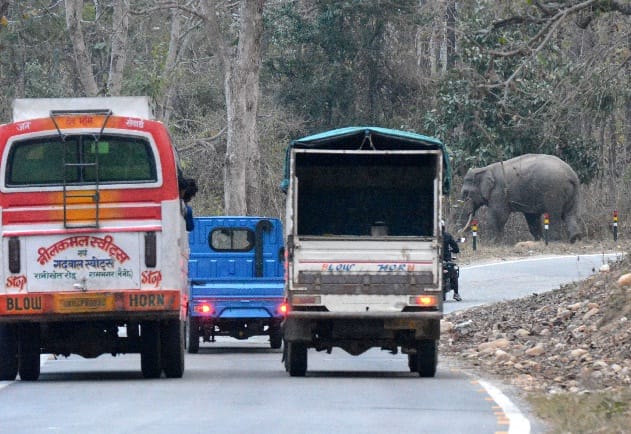 Elephants stay in Ramnagar