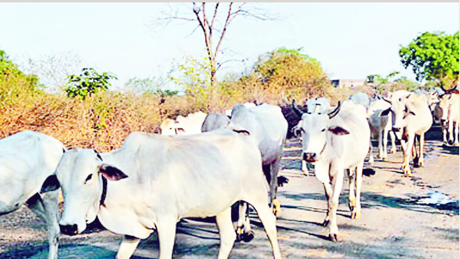 Bundelkhand cows will make people Lakhpati