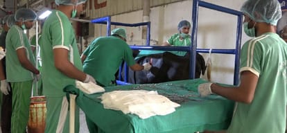 sixty kilograms polythene came out when cow got operated  