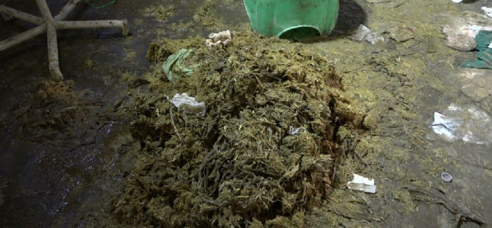 sixty kilograms polythene came out when cow got operated  