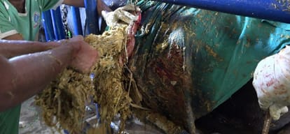 sixty kilograms polythene came out when cow got operated  