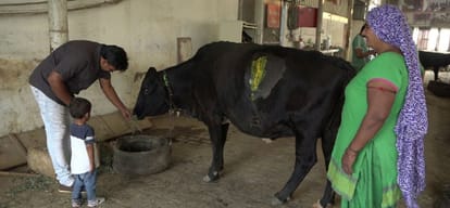 sixty kilograms polythene came out when cow got operated  