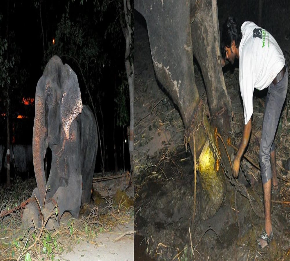 this elephant chained for fifty years