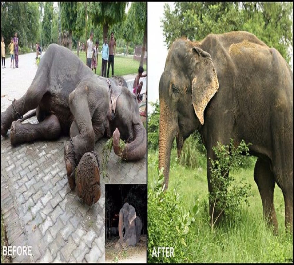 this elephant chained for fifty years