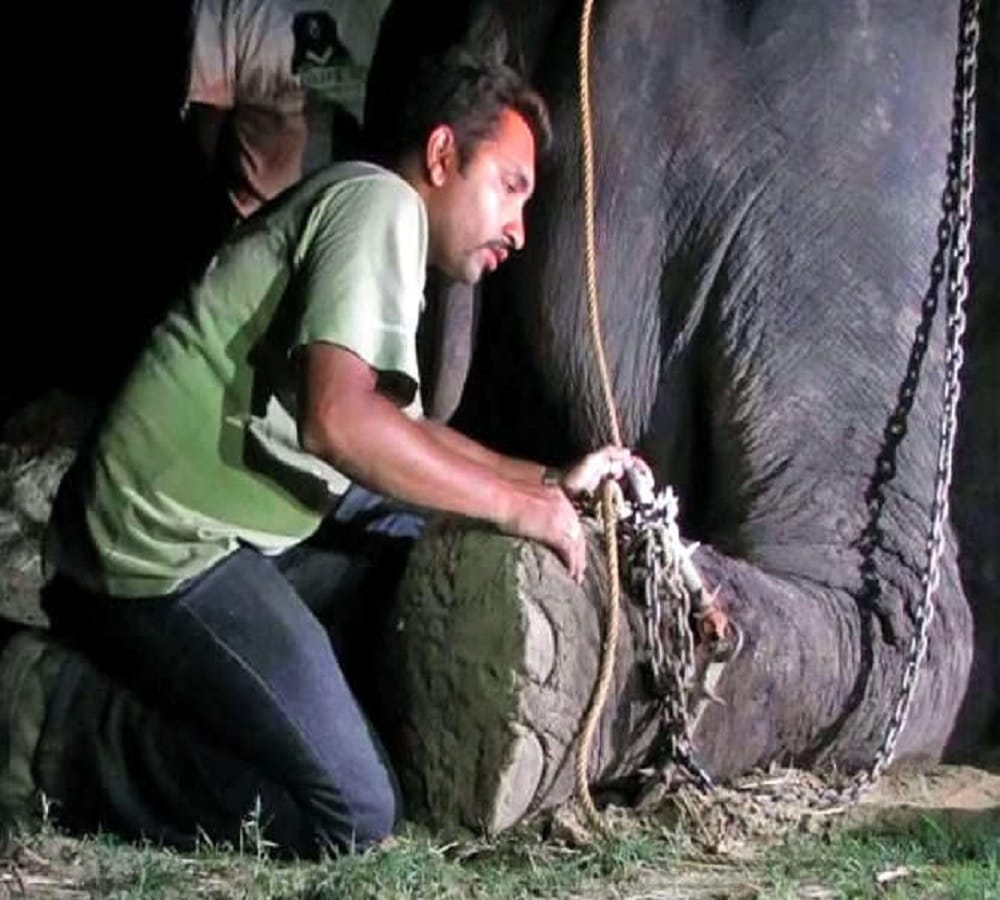 this elephant chained for fifty years