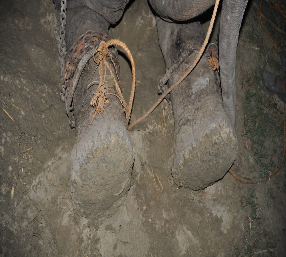 this elephant chained for fifty years