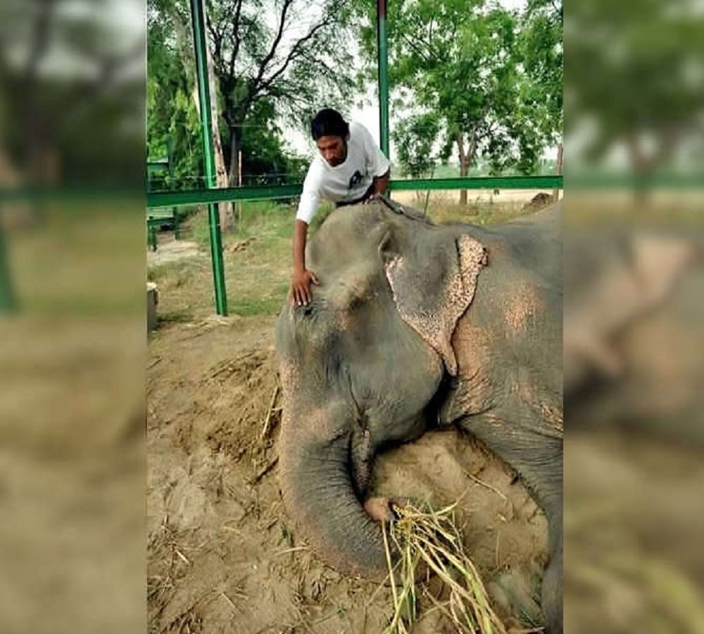 this elephant chained for fifty years