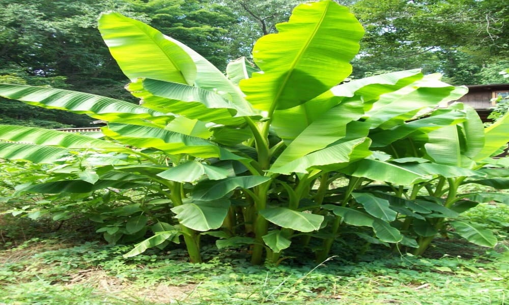 according to vastu these plants at home bring money and prosperity