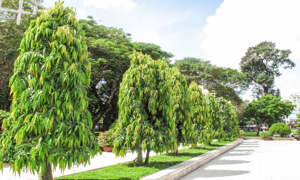 according to vastu these plants at home bring money and prosperity