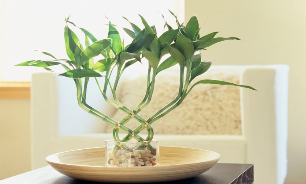 according to vastu these plants at home bring money and prosperity
