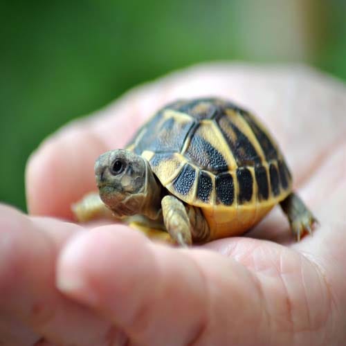 keep tortoise at Right direction for money according to vastu shastra