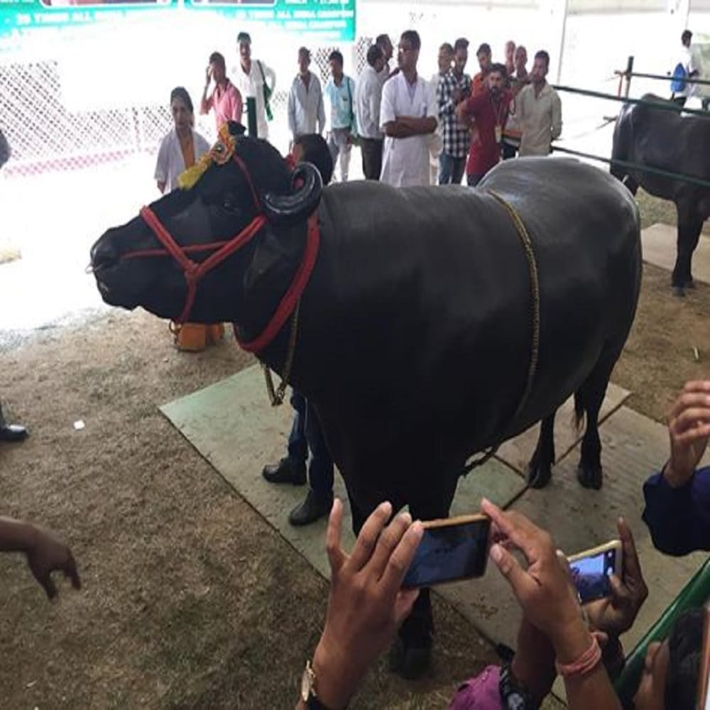 in pictures the real vicky donor which produce very expensive sperm 