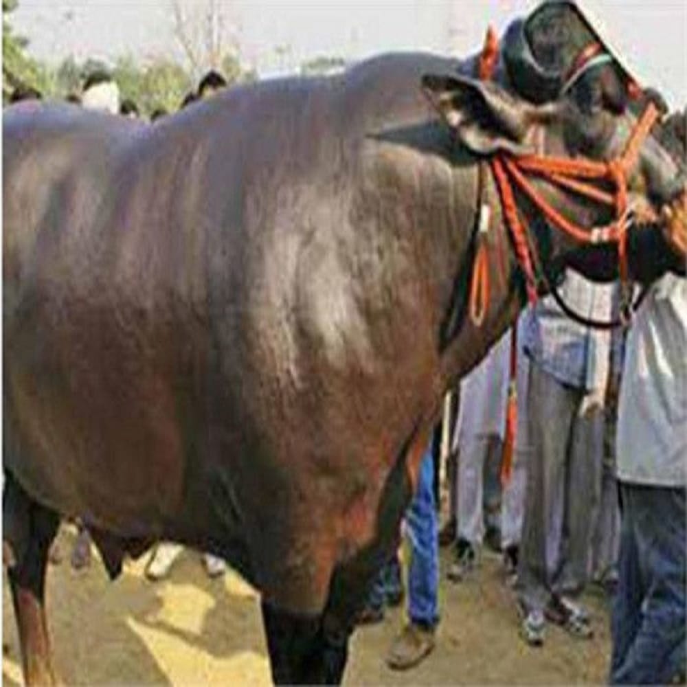 in pictures the real vicky donor which produce very expensive sperm 