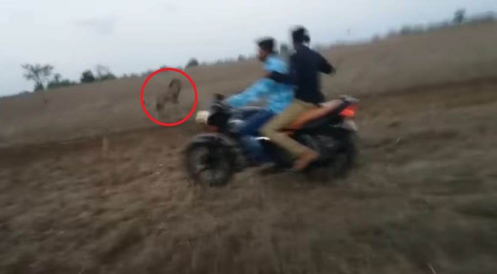 Video being viral of Bikers who chase lion in jungle