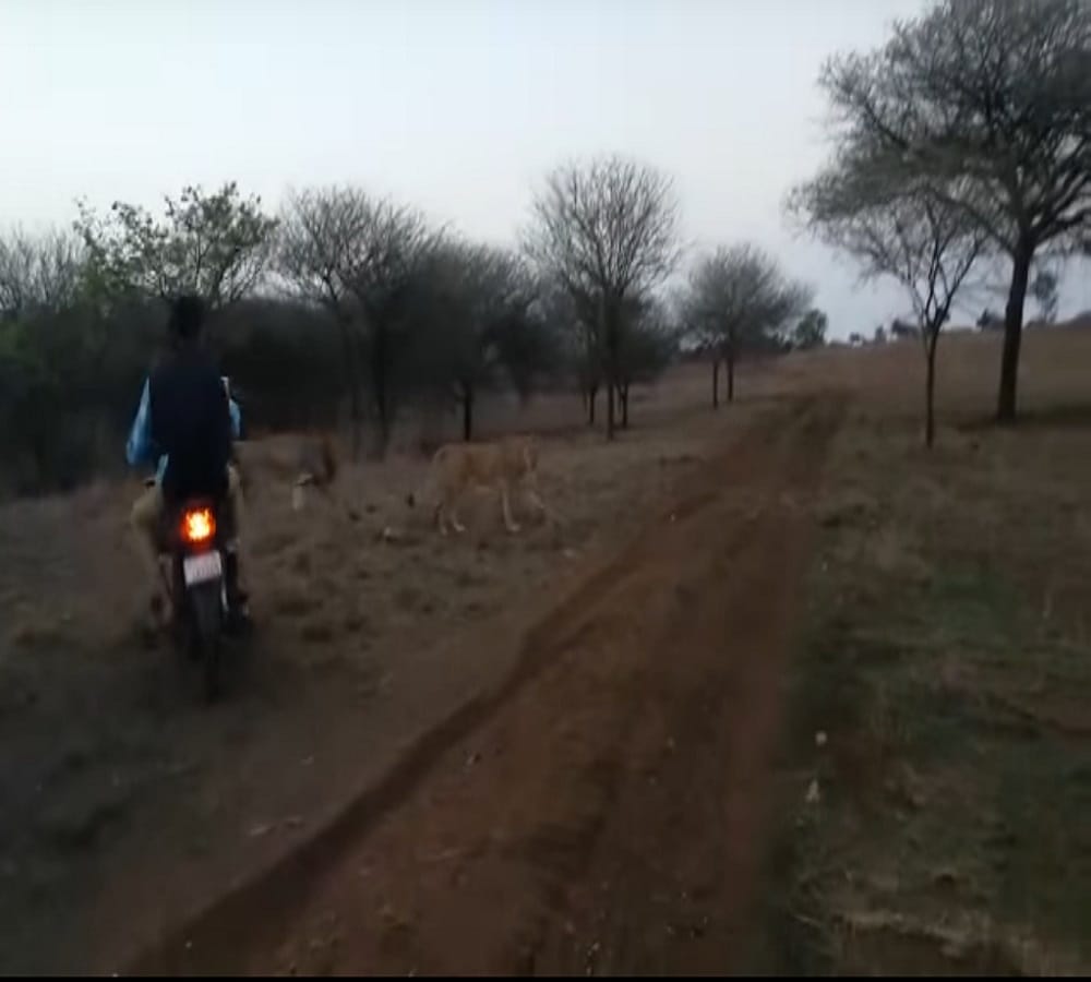 Video being viral of Bikers who chase lion in jungle