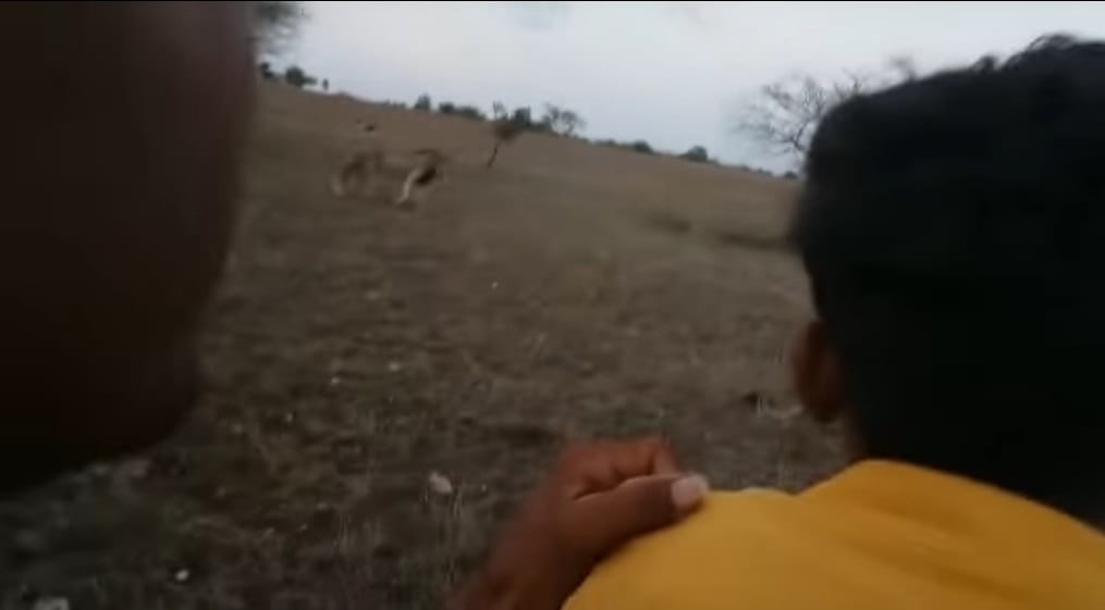Video being viral of Bikers who chase lion in jungle